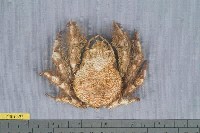 藏品(扁足蜘蛛蟹)的圖片